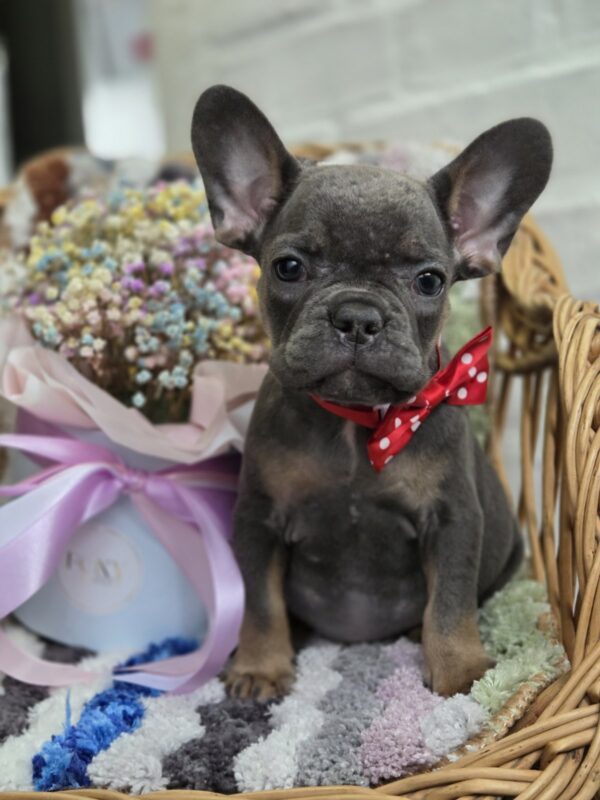 Glafira French Bulldog Glafira French Bulldog