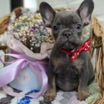 Glafira-female-french-bulldog-puppy-for-sale-1 (4)