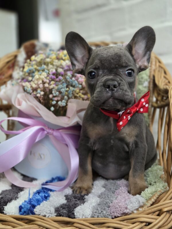 Glafira French Bulldog Glafira French Bulldog
