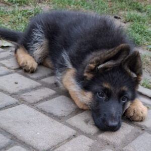 Grant German Shepherd