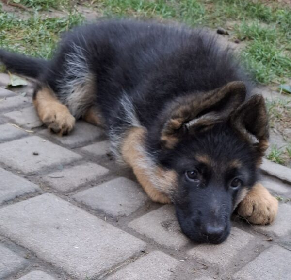 Grant German Shepherd Grant German Shepherd