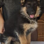 Grant-male-German-Shepherd-puppy-for-sale-2