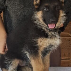 Grant German Shepherd