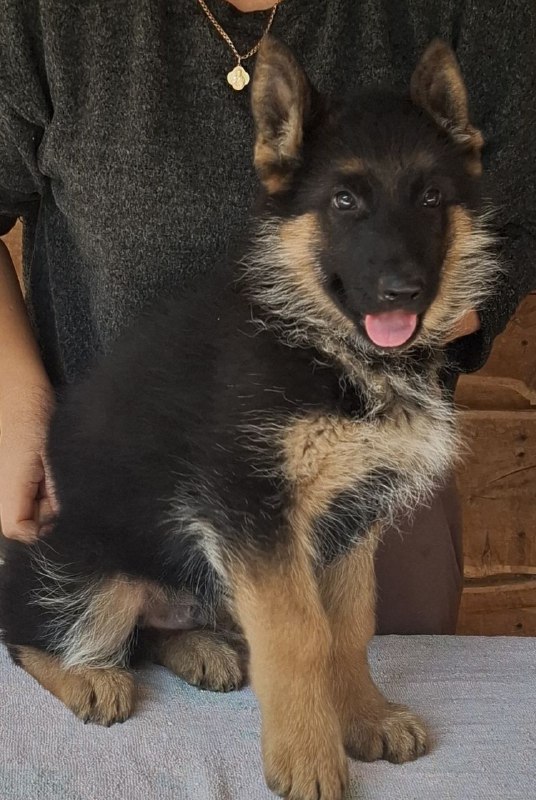 Grant German Shepherd Grant German Shepherd