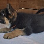 Grant-male-German-Shepherd-puppy-for-sale-3