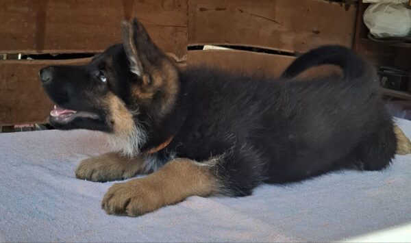 Grant German Shepherd Grant German Shepherd