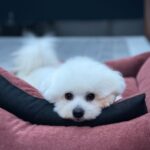 Gray-male-Bichon-Frise-puppy-for-sale-1