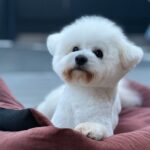 Gray-male-Bichon-Frise-puppy-for-sale-2