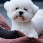 Foxy Bichon Frise