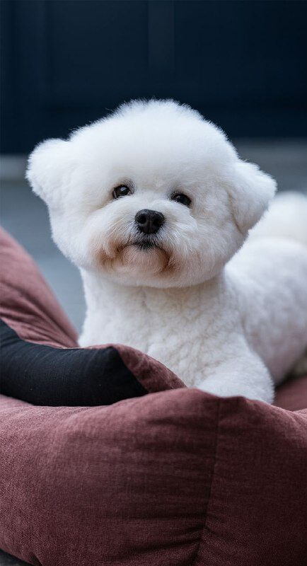 Gray Bichon Frise