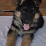 Grayson-male-German-Shepherd-puppy-for-sale-1