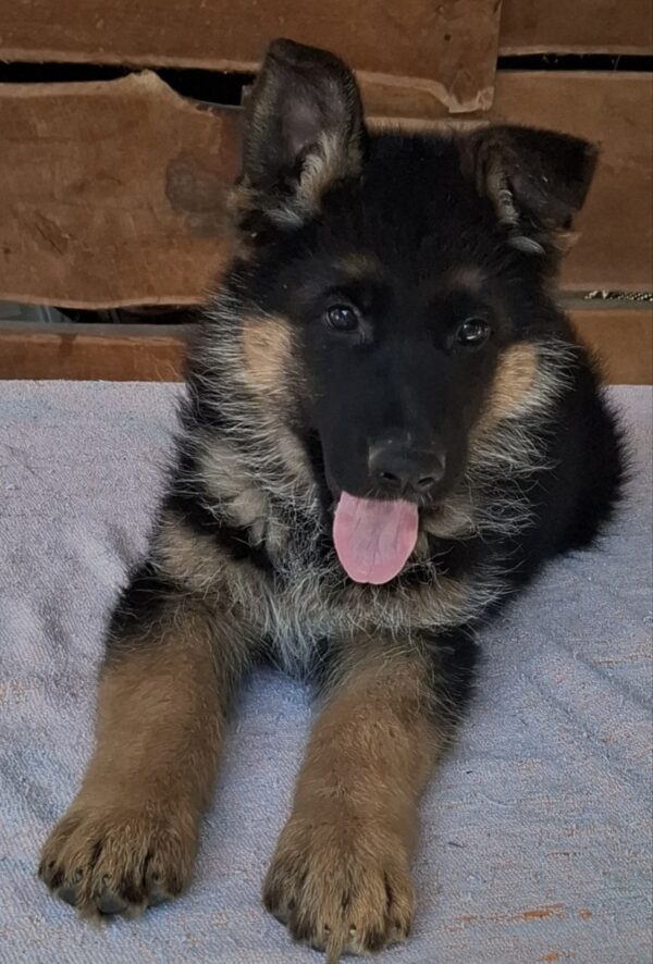 Grayson German Shepherd Grayson German Shepherd