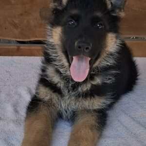 Grayson German Shepherd