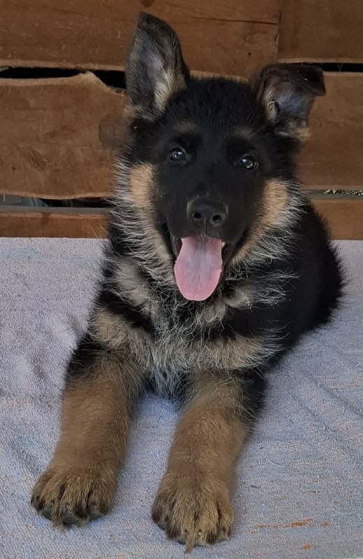 Grayson German Shepherd Grayson German Shepherd