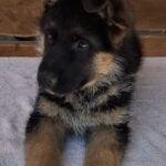 Grayson-male-German-Shepherd-puppy-for-sale-3