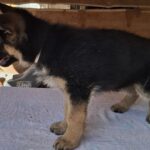 Grayson-male-German-Shepherd-puppy-for-sale-4