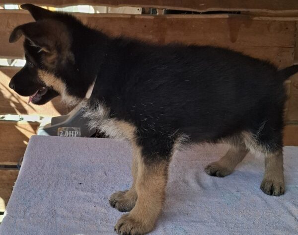 Grayson German Shepherd Grayson German Shepherd