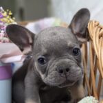 Griffin-male-french-bulldog-puppy-for-sale-1Griffin-male-french-bulldog-puppy-for-sale-1 (1)