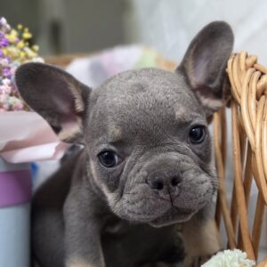 Griffin French Bulldog
