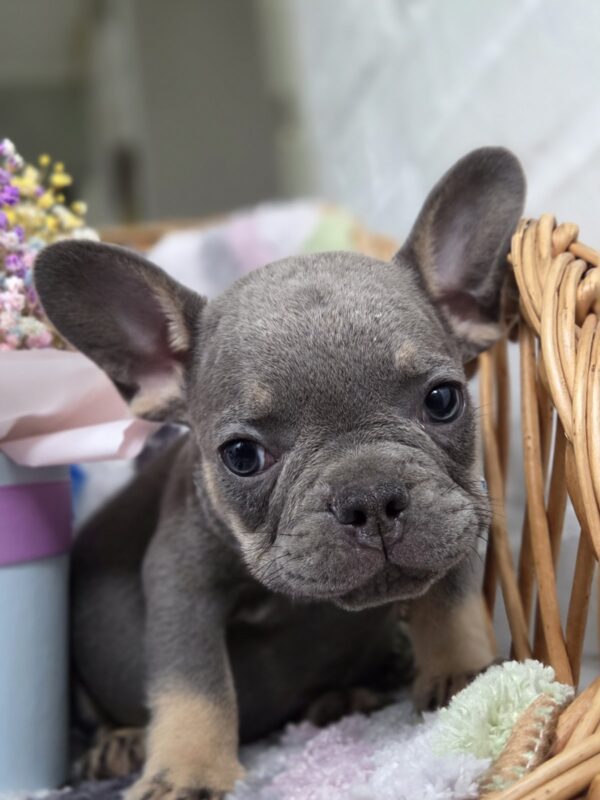 Griffin French Bulldog Griffin French Bulldog