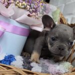Griffin-male-french-bulldog-puppy-for-sale-1Griffin-male-french-bulldog-puppy-for-sale-1 (2)