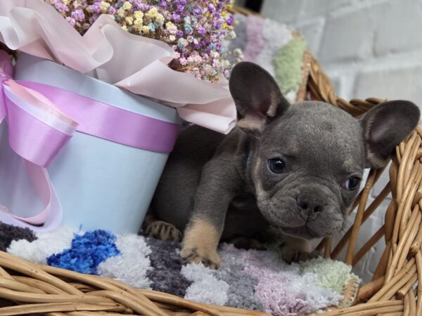 Griffin French Bulldog Griffin French Bulldog