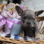 Griffin-male-french-bulldog-puppy-for-sale-1Griffin-male-french-bulldog-puppy-for-sale-1 (3)