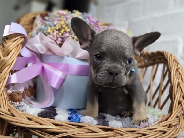 Griffin French Bulldog Griffin French Bulldog