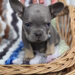 Griffin-male-french-bulldog-puppy-for-sale-1Griffin-male-french-bulldog-puppy-for-sale-1 (4)