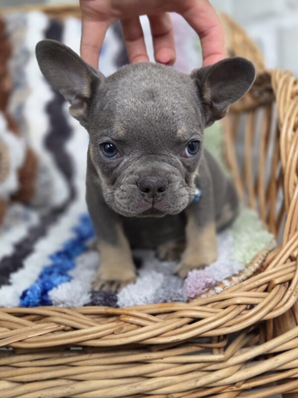 Griffin French Bulldog Griffin French Bulldog