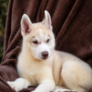 Groovy Siberian Husky