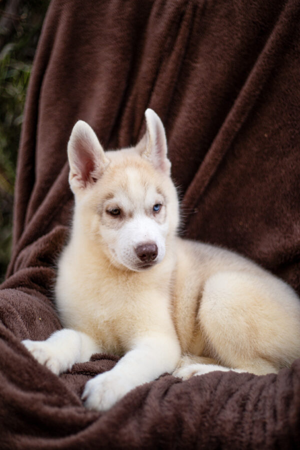 Groovy Siberian Husky Groovy Siberian Husky