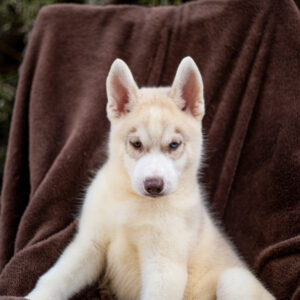 Groovy Siberian Husky