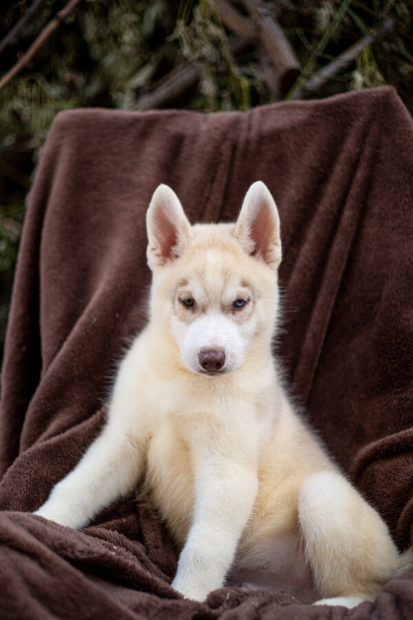 Groovy Siberian Husky Groovy Siberian Husky