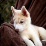 Groovy-male-Siberian-husky-puppy-for-sale-3