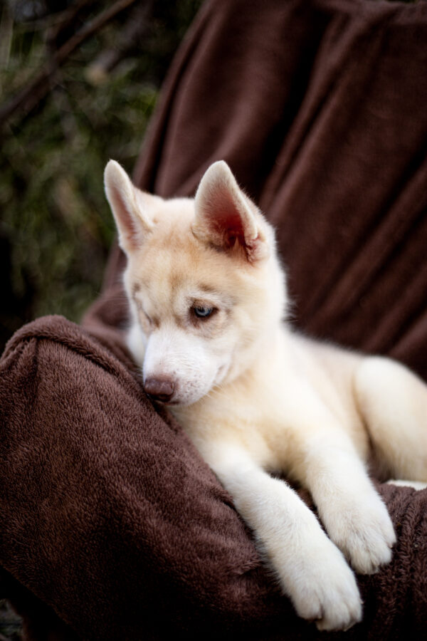 Groovy Siberian Husky Groovy Siberian Husky