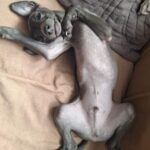 Gucci-male-Italian-Greyhound-puppy-for-sale-1 (1)