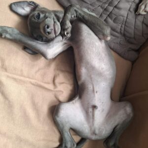 Gucci Italian Greyhound