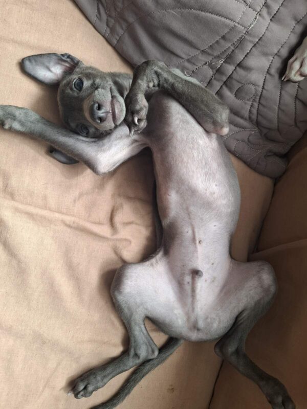 Gucci Italian Greyhound Gucci Italian Greyhound