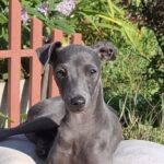 Gabby Italian Greyhound