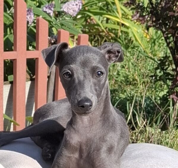 Gucci Italian Greyhound Gucci Italian Greyhound
