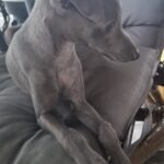 Gucci-male-Italian-Greyhound-puppy-for-sale-1 (3)