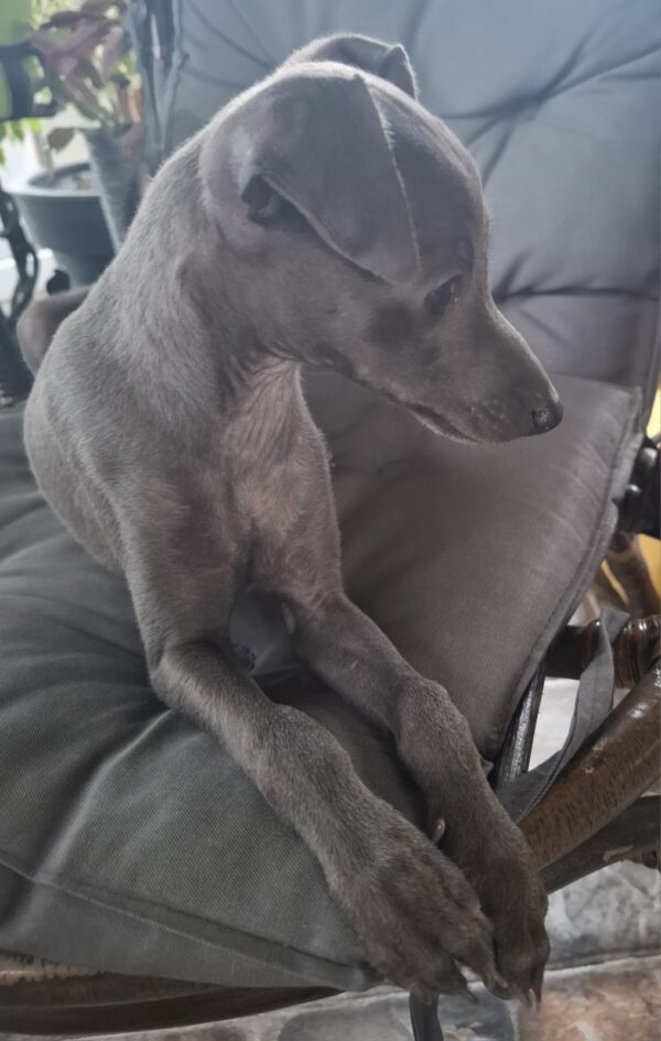 Gucci Italian Greyhound Gucci Italian Greyhound