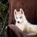 Gutsy-male-Siberian-husky-puppy-for-sale-1