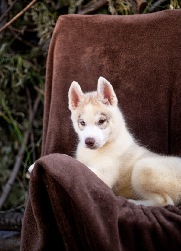 Gutsy Siberian Husky Gutsy Siberian Husky
