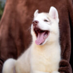 Gutsy-male-Siberian-husky-puppy-for-sale-2