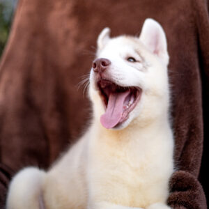 Gutsy Siberian Husky