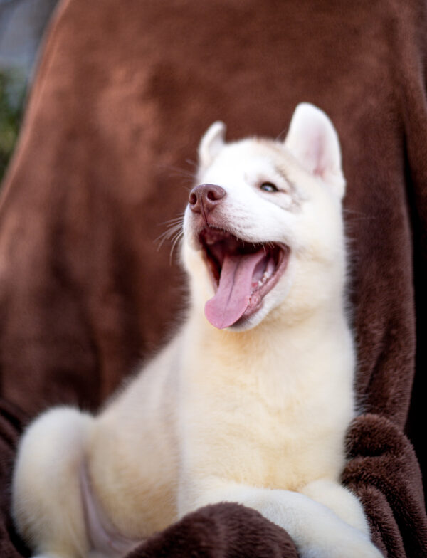 Gutsy Siberian Husky Gutsy Siberian Husky