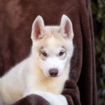 Gutsy-male-Siberian-husky-puppy-for-sale-3