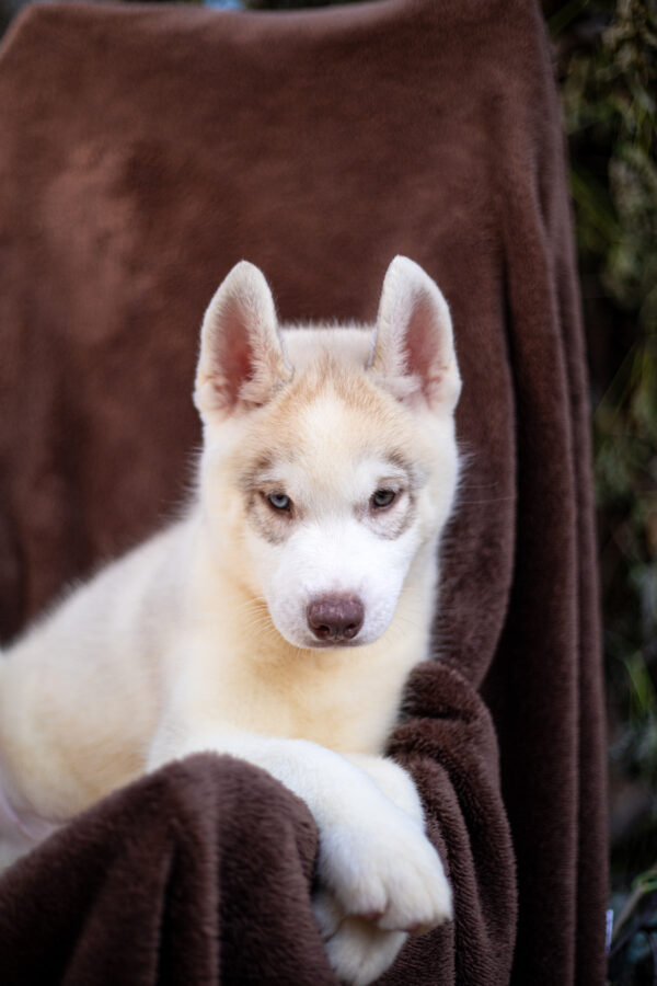 Gutsy Siberian Husky Gutsy Siberian Husky